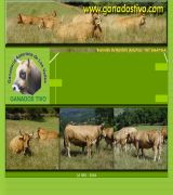 www.ganadostivo.com - Ganados tivo esta especializado en ganadería de raza asturiana de los valles y en compraventa de ganados con carta de origen