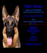 www.pastor-aleman.com - Criador de pastores alemanes desde 1970 cachorros jovenes y adultos adiestrados de pastor alemán
