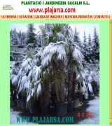 www.plajarsa.com - Arboles arbustos y coniferas