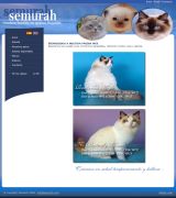 www.semurah.com - Criadero de gatitos familiares ragdolls excelentes gatos con pedigree