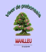 www.viverobonsai.com - Vivero de prebonsais y bonsai de venta directaarcessabinasroblespinosfagus sylvaticaencinasbojsaucesolmoschopos y otros